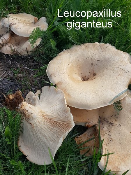 Leucopaxillus giganteus-amf1243-1.jpg - Leucopaxillus giganteus ; Syn1: Clitocybe gigantea ; Syn2: Paxillus giganteus ; Nom français: Leucopaxille géant